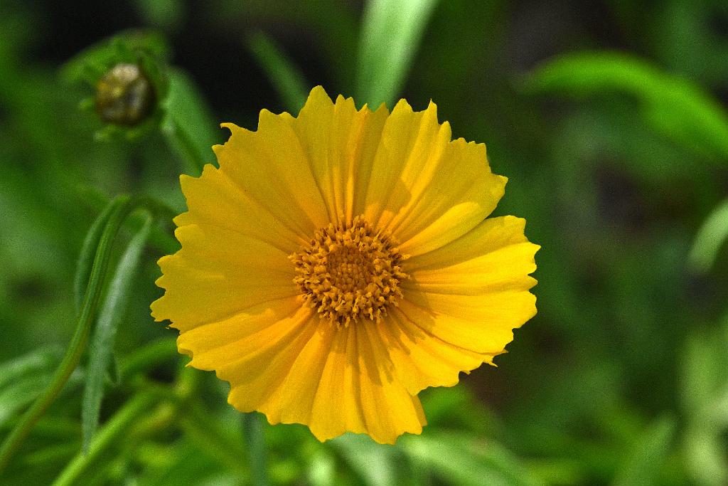 2025-06219135 Tower Hill Botanic Garden, MA.JPG - Coreopsis. New England Botanic Garden at Tower Hill, MA, 6-21-2025